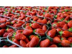 fraises fraiches (sabrina , savana , festival , fortuna , sanandreas , victory)